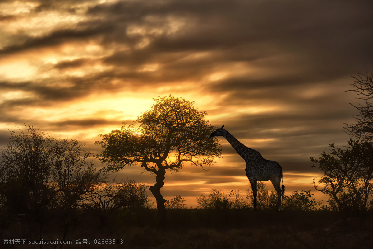 黄昏 草原 上 长颈鹿 动物世界 动物摄影 非洲草原动物 陆地动物 生物世界 黑色