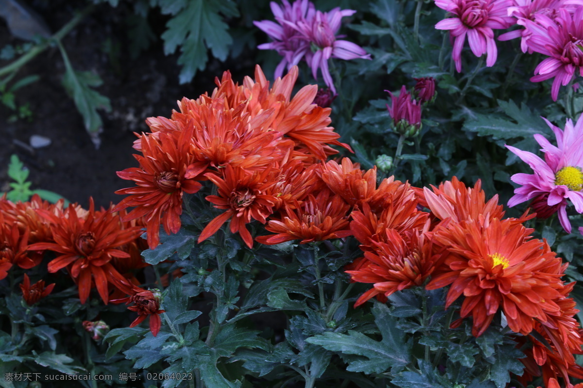 秋菊 观赏花卉 园艺 花卉素材 寿客 金英 黄华 陶菊 花卉 花儿 花草 花朵 花瓣 花蕊 菊菊花 生物世界