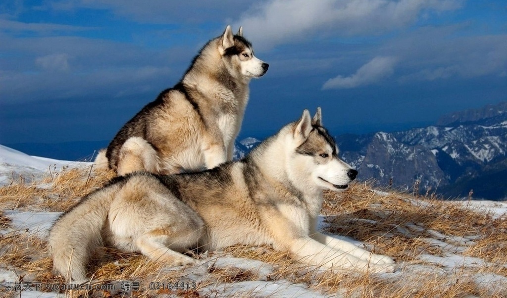 野狼图片 狼 野狼 灰狼 豺狼 群狼 自然生物 野生动物 动物 生物世界
