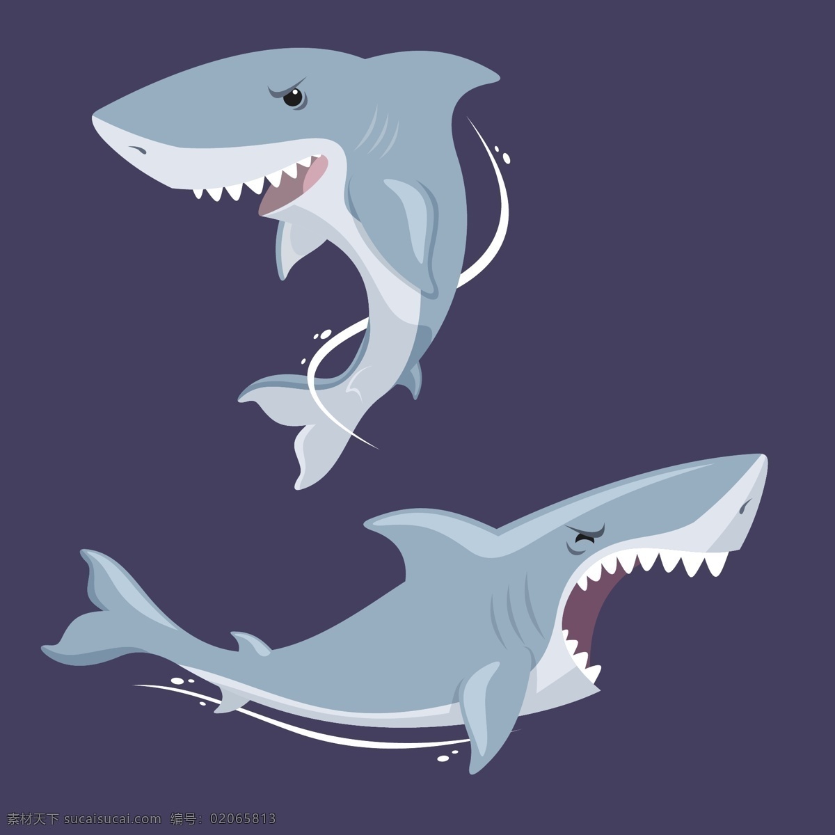 蓝色 背景 两 只 锋利 牙齿 大 鲨鱼 蓝色背景 两只锋利牙齿 大鲨鱼