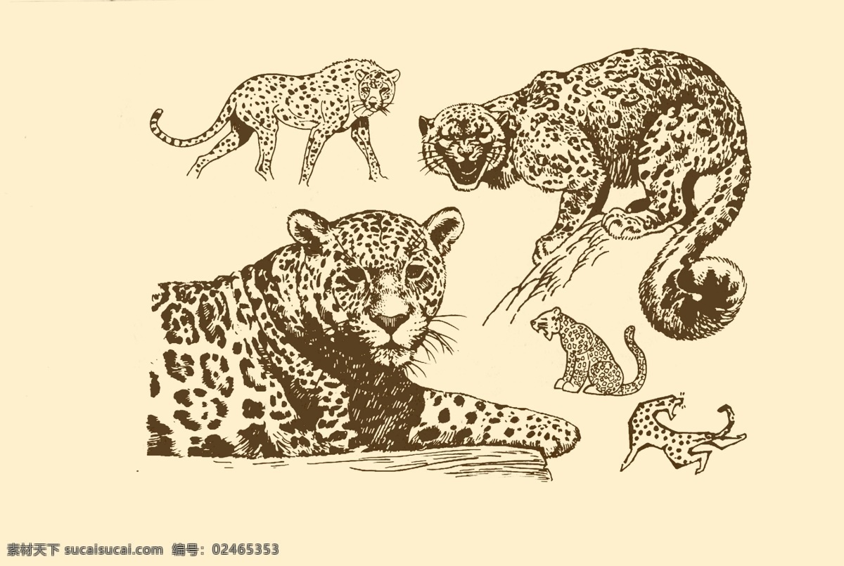 动物图案 豹 卡通 动物 纹样 图案 白描 简笔画 儿童画 豹子 猎豹 分层 源文件