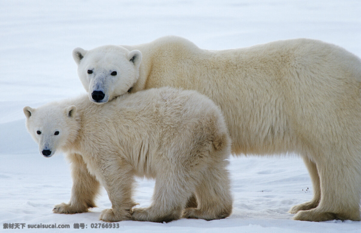 大小北极熊 脯乳动物 保护动物 熊 北极熊 雪地 野生动物 动物世界 摄影图 陆地动物 生物世界 灰色