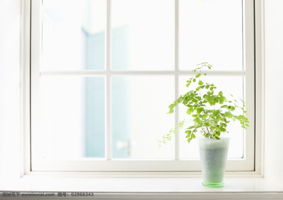 窗台上的绿植 绿植 窗台 漂亮的鲜花 鲜花 花卉 花语 花艺 生物世界 花草
