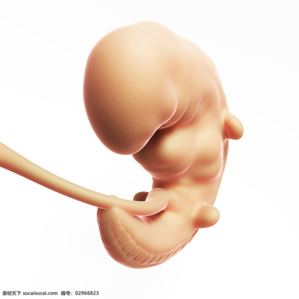 半 发育 胎儿 半发育 婴儿 孕育 胚胎发育 儿童图片 人物图片