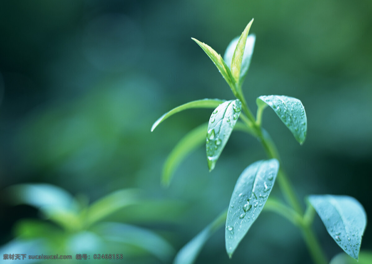 绿叶 树叶 绿色 新鲜 清新 叶子 绿意 树木树叶 生物世界 植物 春天 绿色环境 高清图片 花草树木