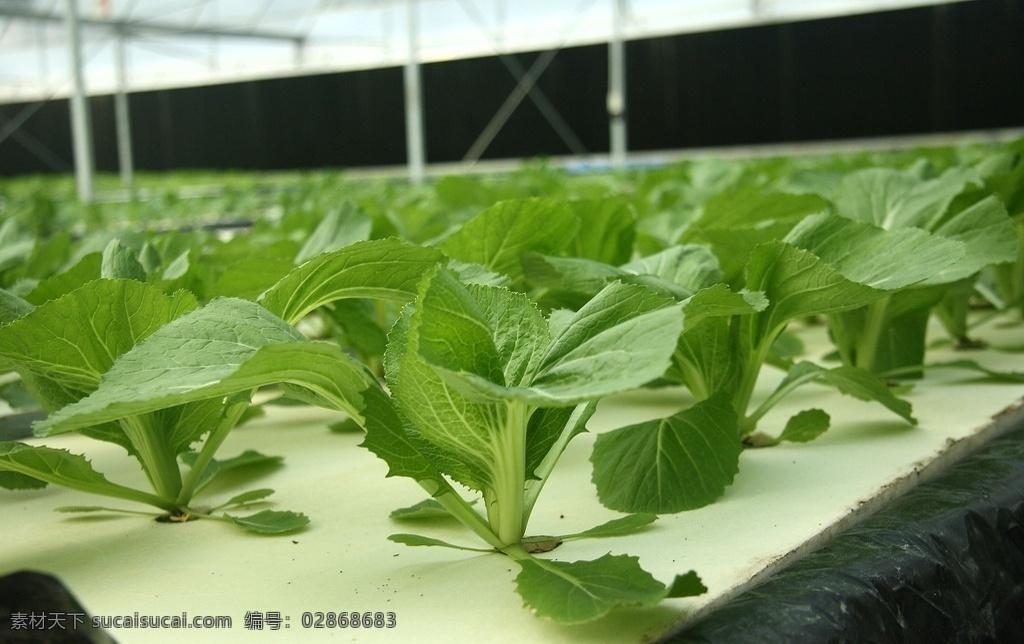 水培芥菜 沙拉菜 水耕 大棚 绿色食品 生物世界 蔬菜