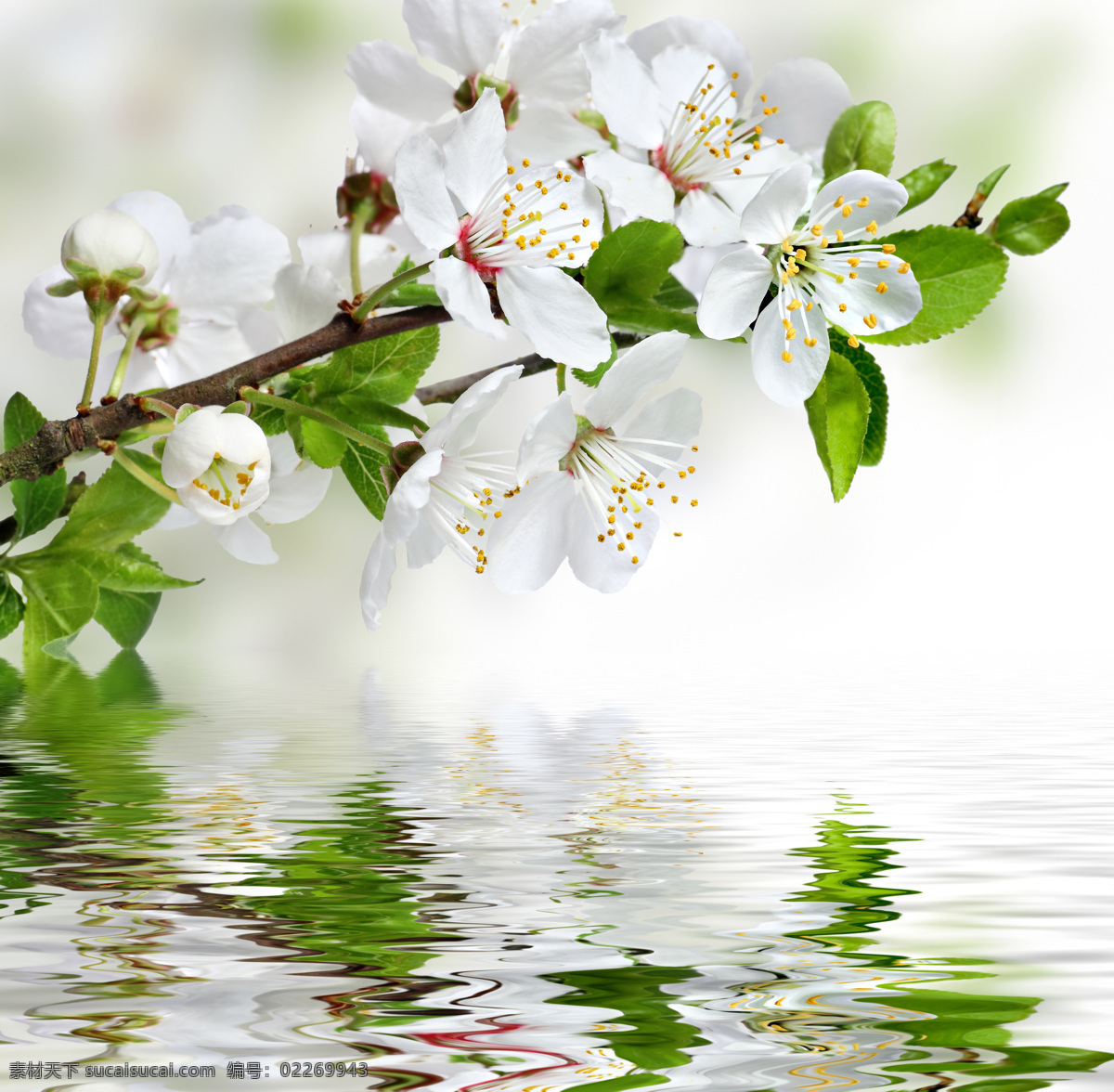 梨花 白色花朵 树枝 绿叶 花蕊 花草 鲜花 叶子 倒影 水纹 波纹 春天鲜花 花朵 绿色自然 清新 淡雅 设计素材 唯美花朵 生物世界