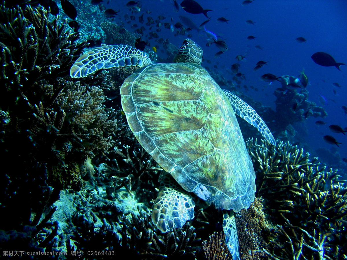 海龟 乌龟 深海 海洋 珊瑚 鱼群 海底世界 海洋生物 共享图 生物世界