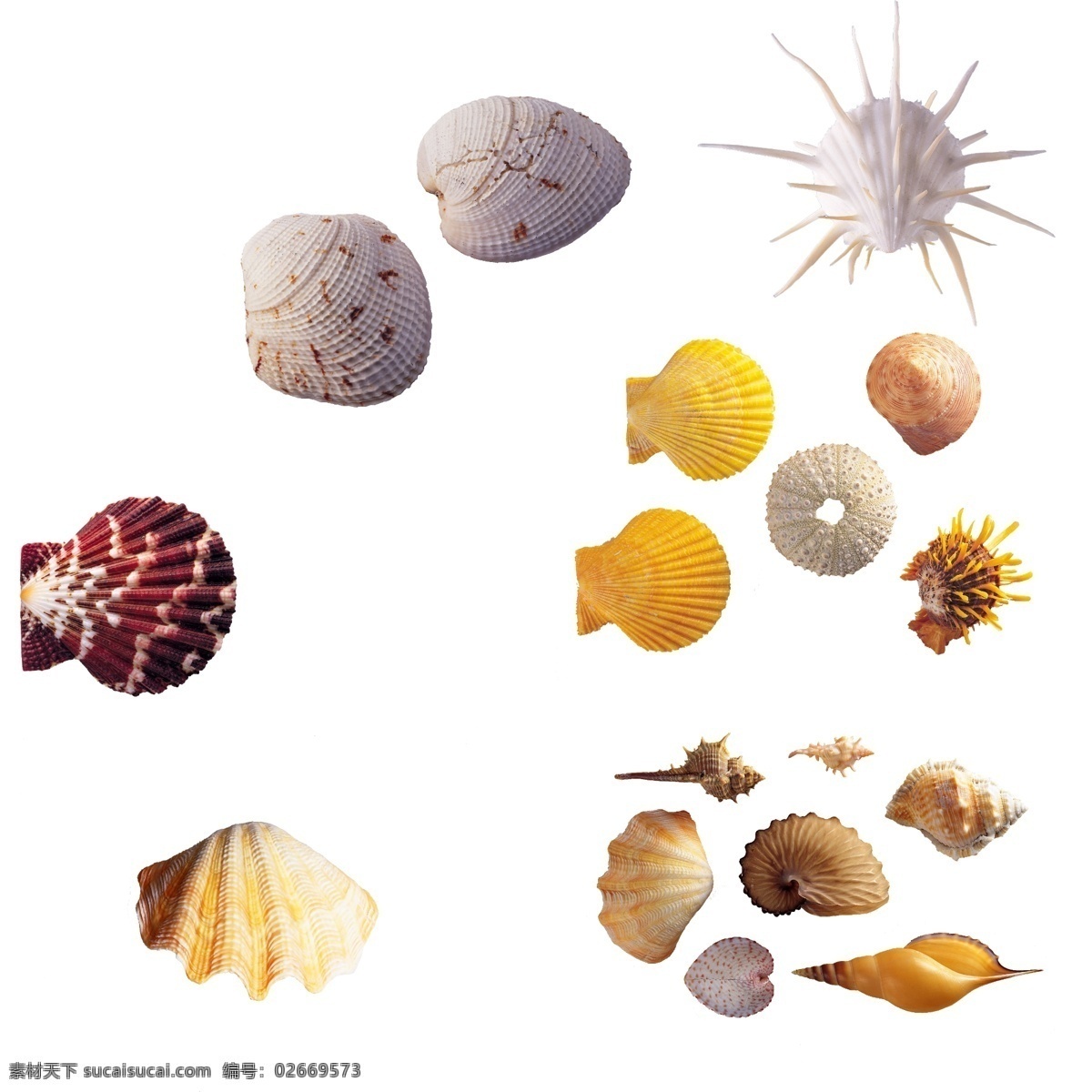 贝壳素材 海螺 海底贝壳 海底世界 海边 海洋素材