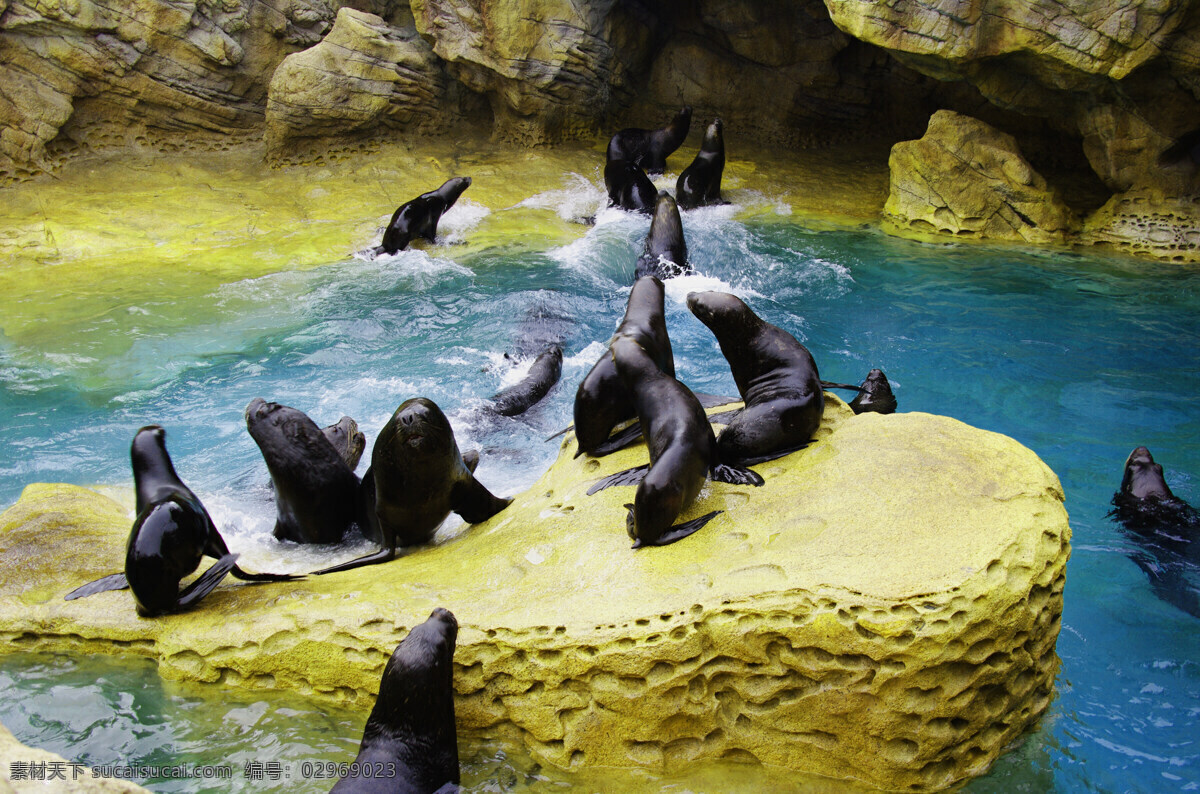 海象的会议 海洋王国 海洋馆 海洋 王国 深海 海象 海洋生物 生物世界