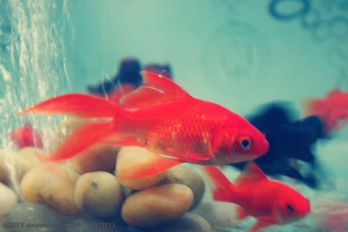 高清 红色 锦 鲤鱼 小鱼 鱼缸 鱼类 印象金鱼 金鱼