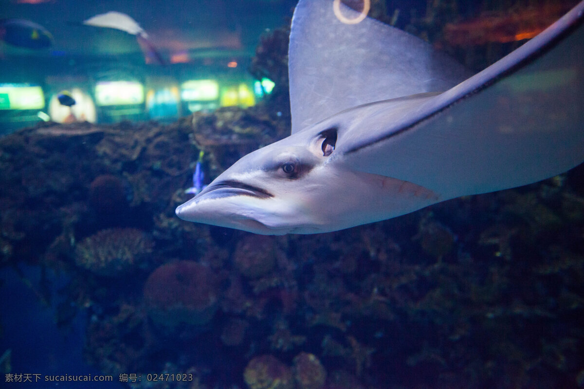 北京 海底世界 海洋 海洋生物 旅游 旅游景点 生物世界 北京海洋馆 主题乐园 现代建筑 鱼类