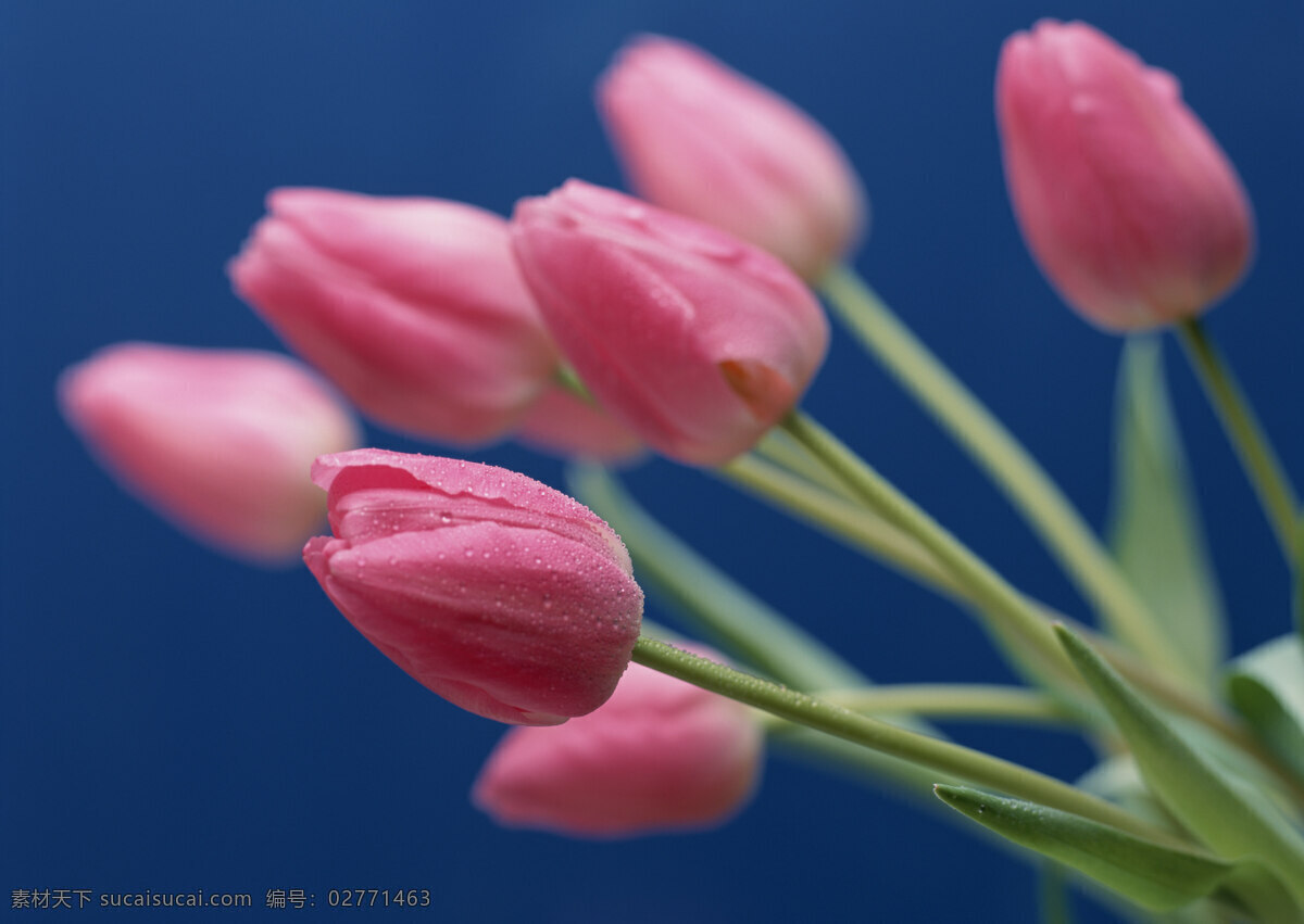 背景 高清 花瓣 花苞 花草 花朵 花卉 母亲节 郁金香 图 郁金香摄影图 清新 摄影图 鲜花 含苞待放 生物世界 节日素材 母亲父亲节