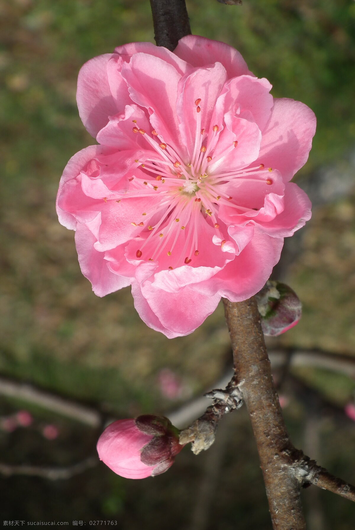 桃花开 三月 春风吹 粉红 桃花儿开 三月花卉 花草 生物世界