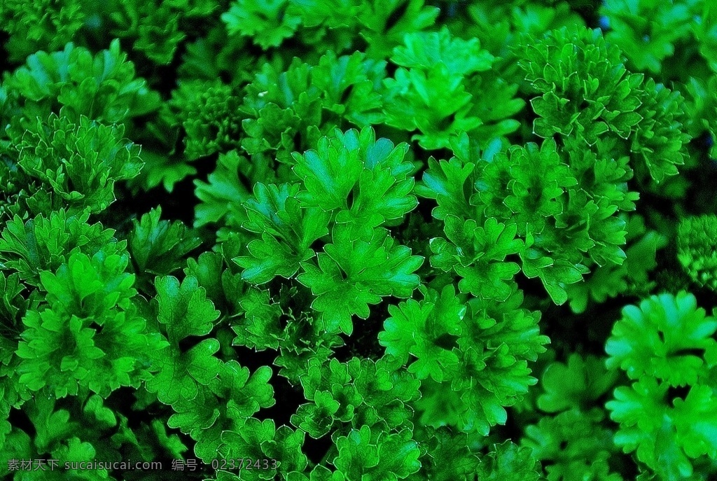 香菜 蔬菜 有机蔬菜 绿色蔬菜 农产品 农作物 生物世界