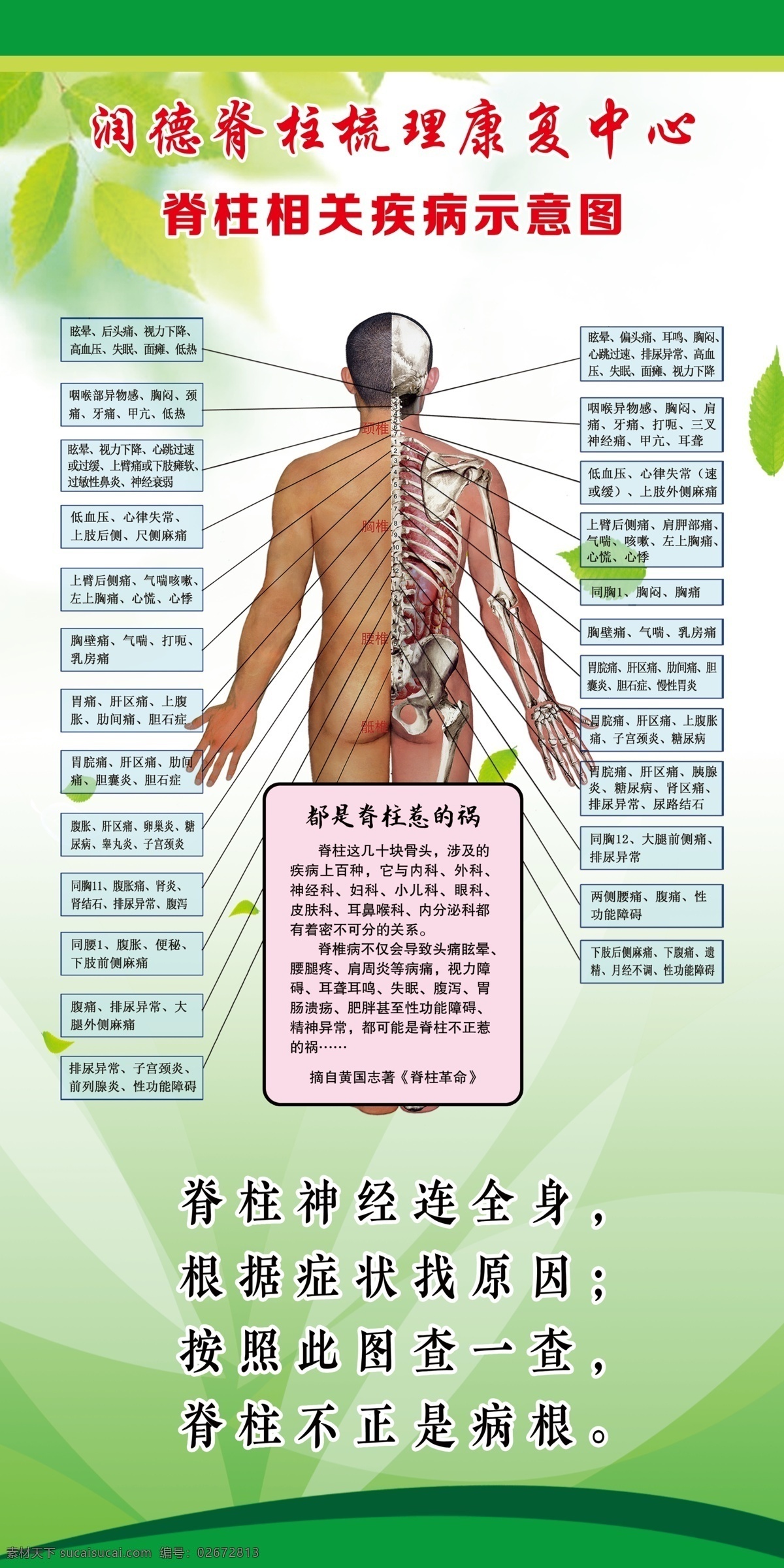 脊柱梳理图片 脊柱梳理 脊柱 养生 保健 人体结构图 穴位图 骨骼示意图 绿色保健 医疗 脊柱示意图 分层