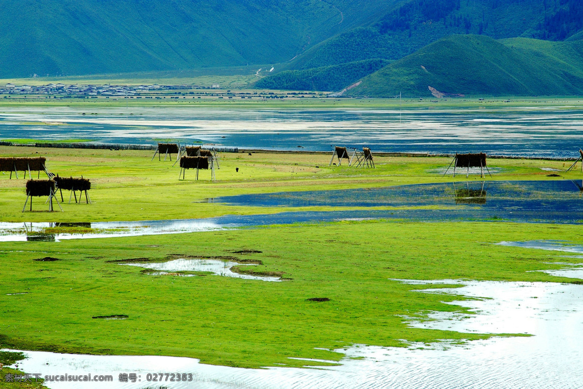 伊拉草原 草原 中甸 香格里拉 草 马 水 湿地 青山 绿水 丽江 云南 旅游摄影 自然风景 摄影图库