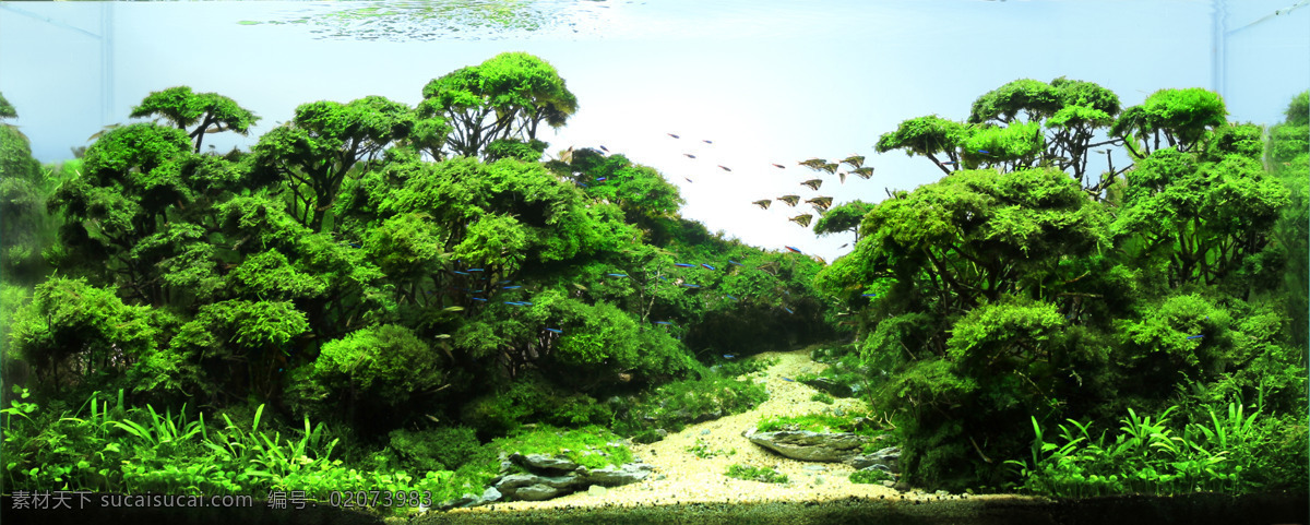 水中森林 水族 水族造景 水草 高清 水草缸 自然景观