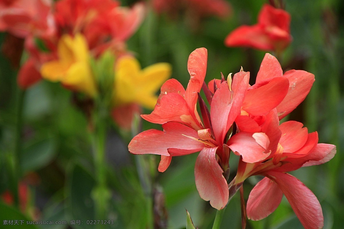 粉色 美人蕉 高清 粉色花朵 粉花 鲜花 花朵