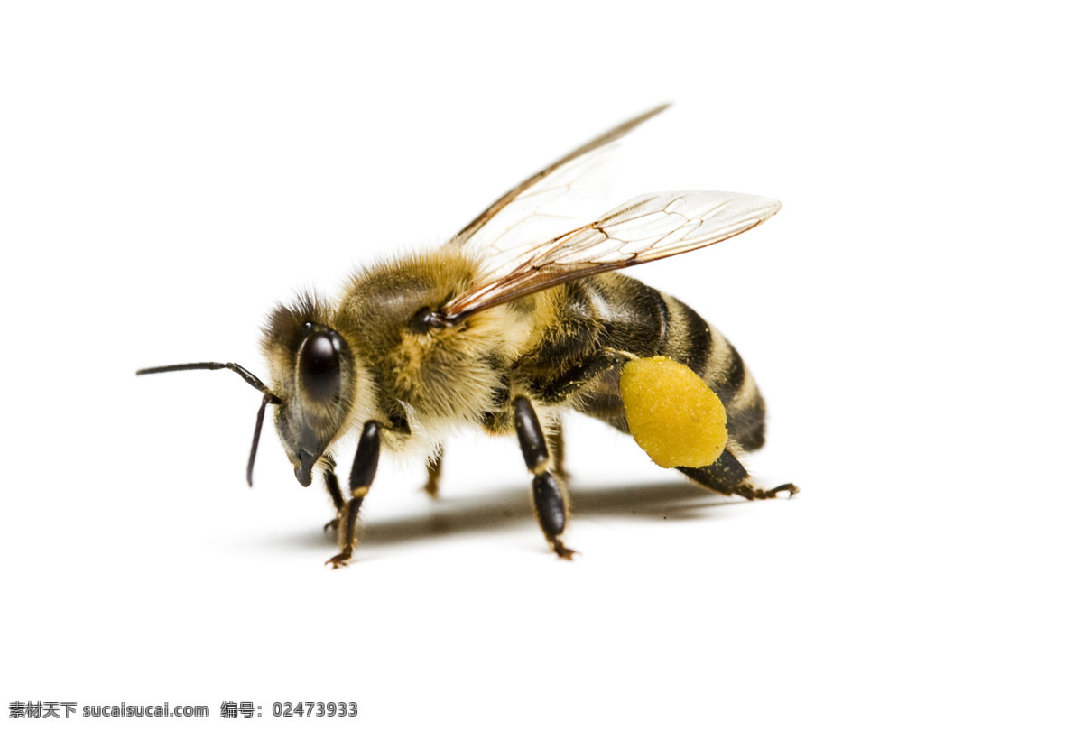 蜜蜂 特写 动物摄影 昆虫 昆虫世界 生物世界