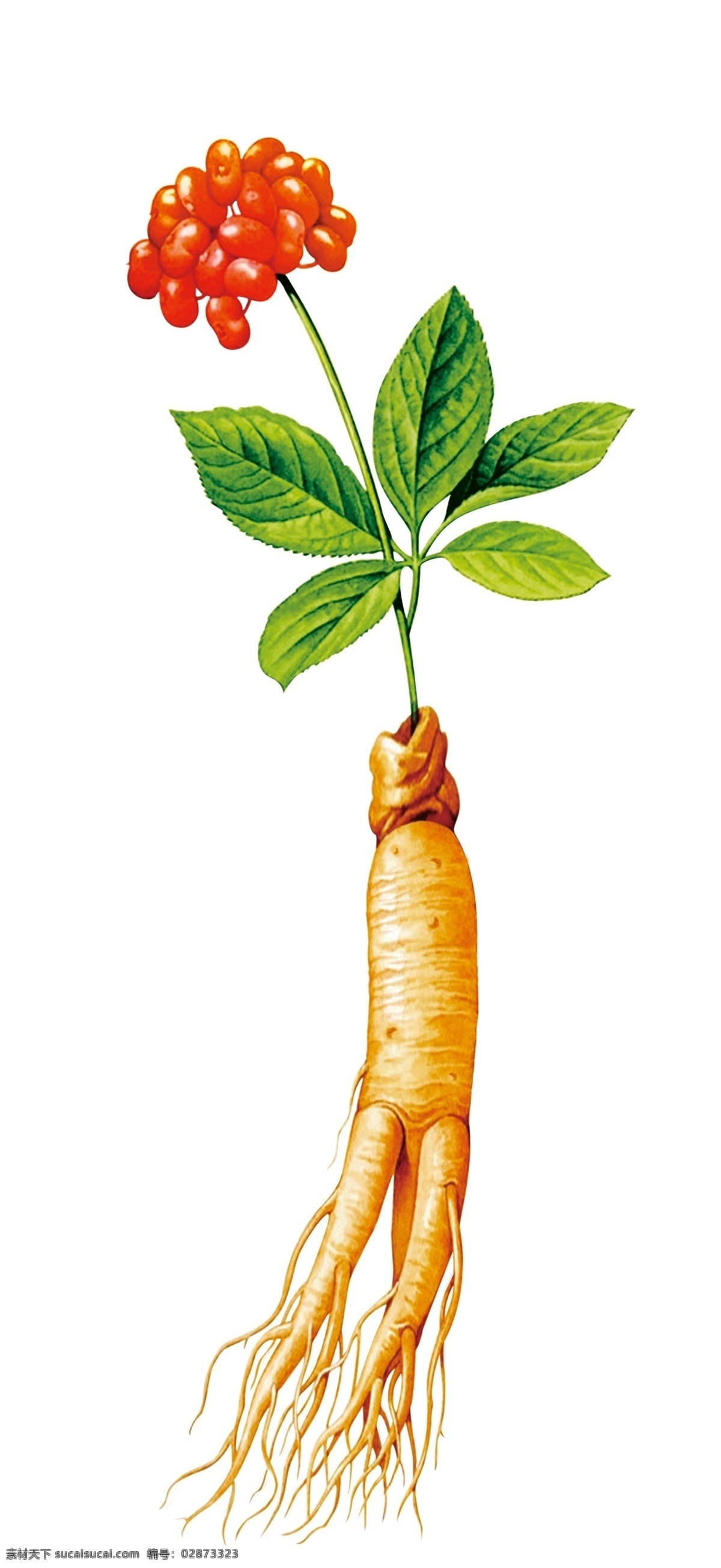 人参 野人参 土人参 千年人参 草本植物 物种 药材 珍贵药材 山参 分层