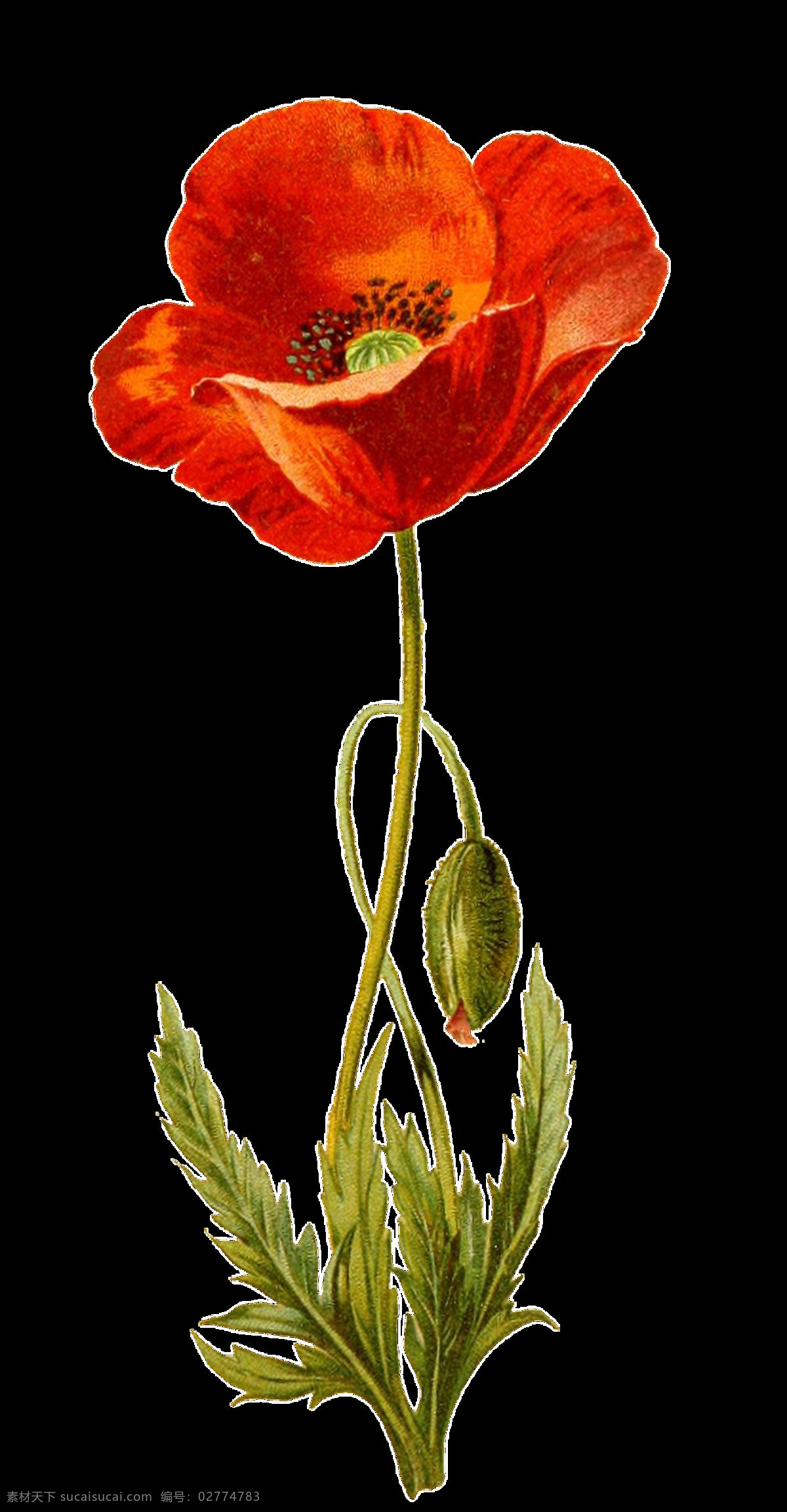 手绘 棵 红色 花卉 植物 透明 装饰 红花 花苞 绿叶 免扣素材 水彩 透明素材 装饰图片