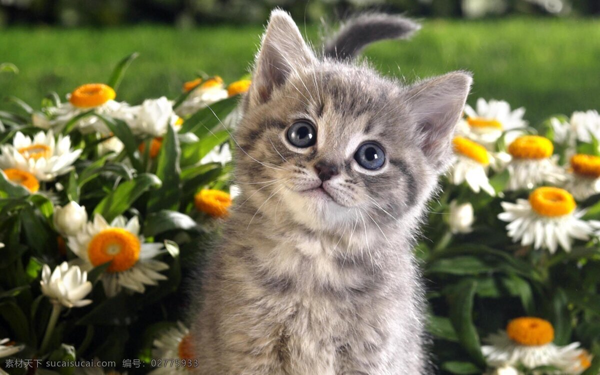 可爱的小猫 可爱 猫 小猫 猫咪 篮子 花朵 宠物 猫科 生物世界 家禽家畜