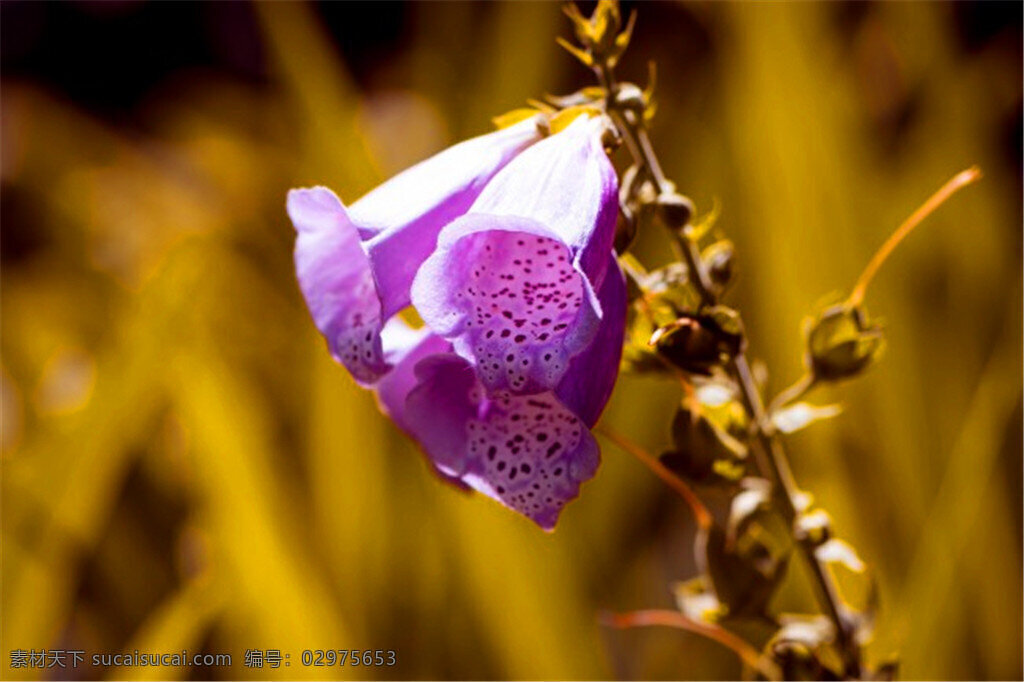 毛地黄 唯美 洋地黄 紫花 紫色花朵 紫色 花朵 唯美花朵 鲜花 花卉 花草