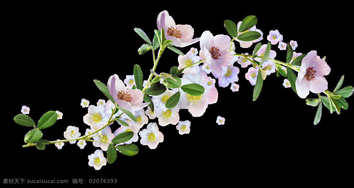 小 清新 植物 花卉 透明 藤蔓 绿叶 小白花 粉红色 透明素材 免扣素材 装饰图片