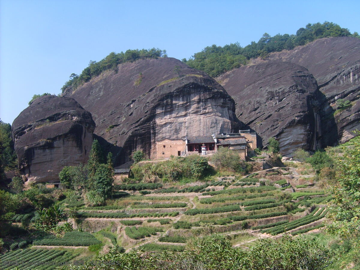 马头岩 大红袍 岩茶 茶树 茶园 武夷山 风景名胜区 旅游 自然风景 自然景观