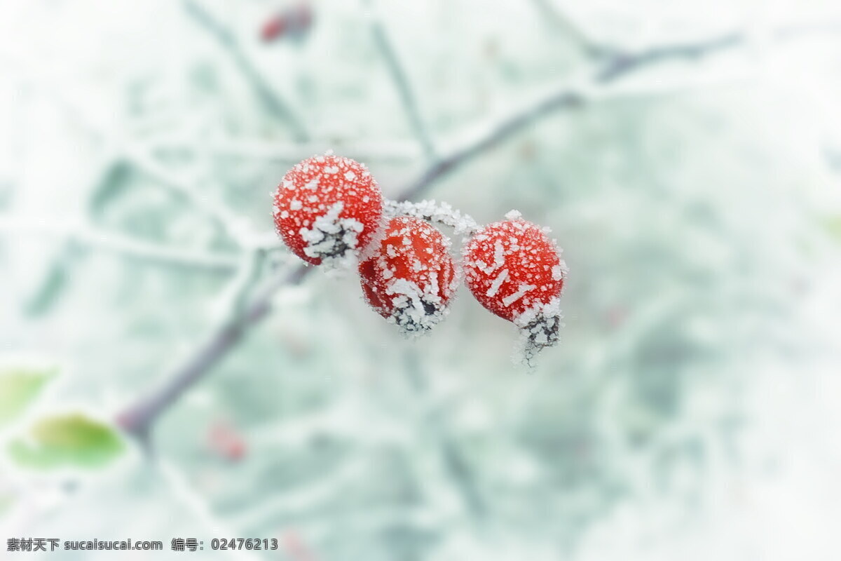 冬天 山楂果 结霜果子 红果 红果子 红色果子