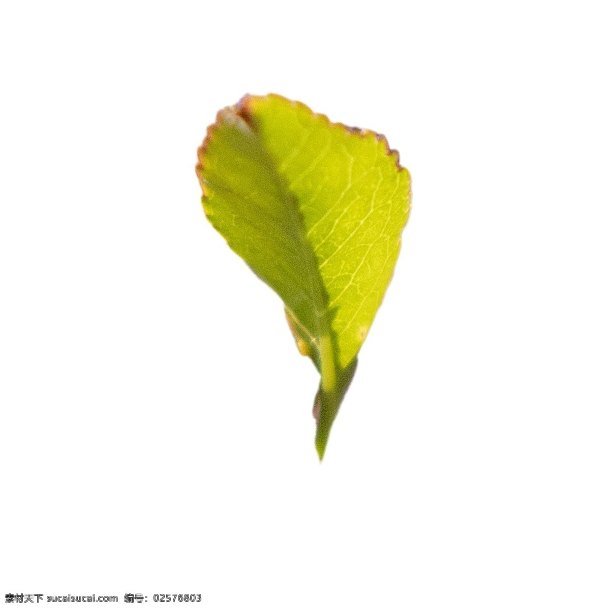 春天 绿色 树叶 植物绿叶 绿色树叶 春天绿叶 卡通插图 创意卡通下载 插图 png图下载
