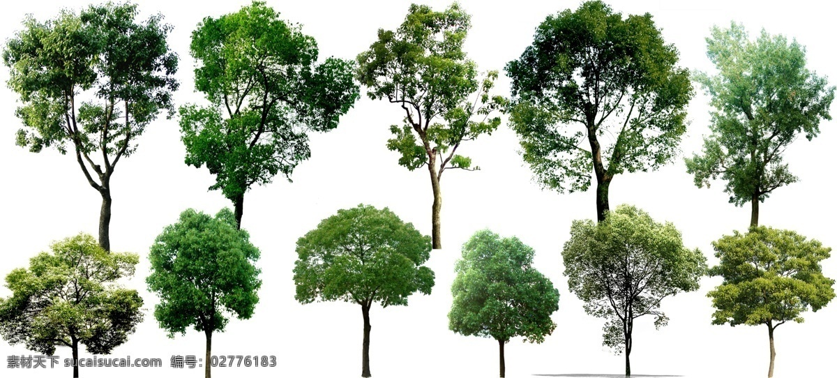 乔木 绿化树种 绿化树木 ps树木 景观后期 环境设计 园林设计 绿化景观