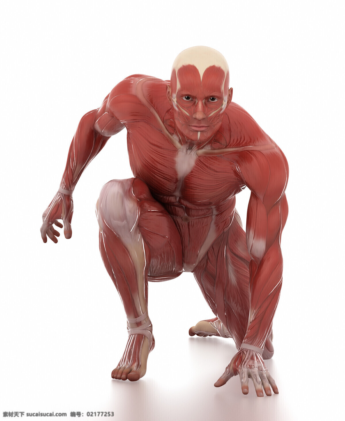 人体 肌肉 组织结构 动作 跑步 人体肌肉 人体解剖学 男性人体 肌肉组织 图医学 人物图库 其他人物