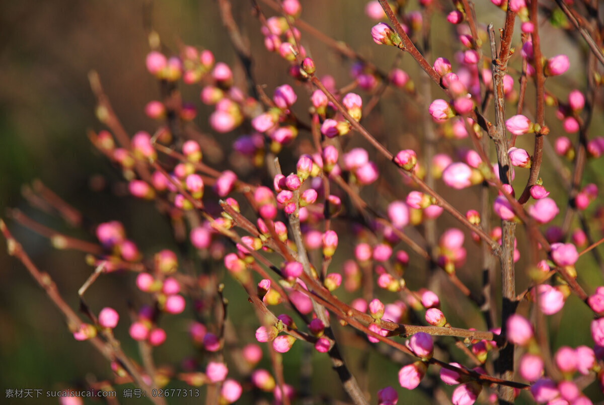 春天 花 花草 花朵 花卉 教育 生物世界 实验楼 前 榆叶梅 根河市 中学 校园 树木 psd源文件