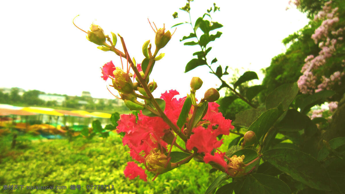 红花 湖水 花草 花蕾 黄色 建筑 绿叶 紫薇 花 紫薇花 湘潭白石公园 紫色花 阳光明媚 白马湖 游艇 生物世界