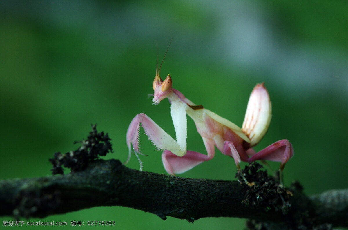 兰花 螳螂 昆虫 马来西亚 生物世界 兰花螳螂 刀螂 保护色 捕食