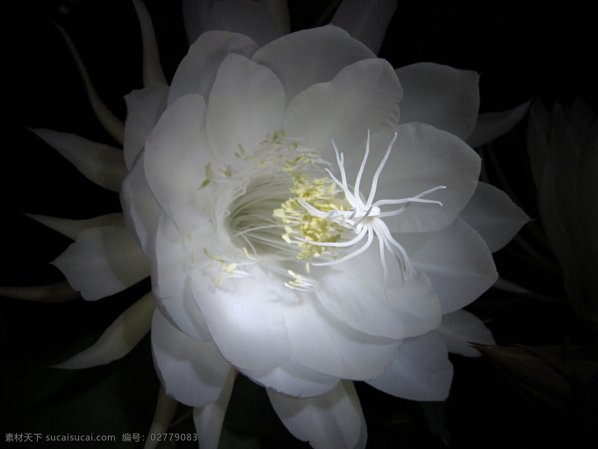昙花 韦陀花 昙花一现 月下美人 琼花 洁白的花 花卉 花草 生物世界