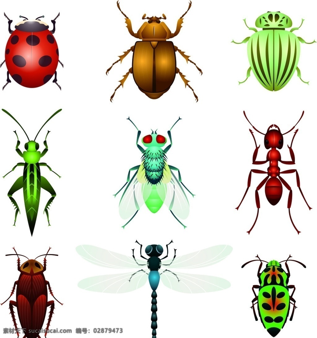 矢量昆虫 昆虫动物 瓢虫 金龟子 甲壳虫 苍蝇 蚂蚁 蟑螂 蜻蜓 蚱蜢 生物世界 昆虫