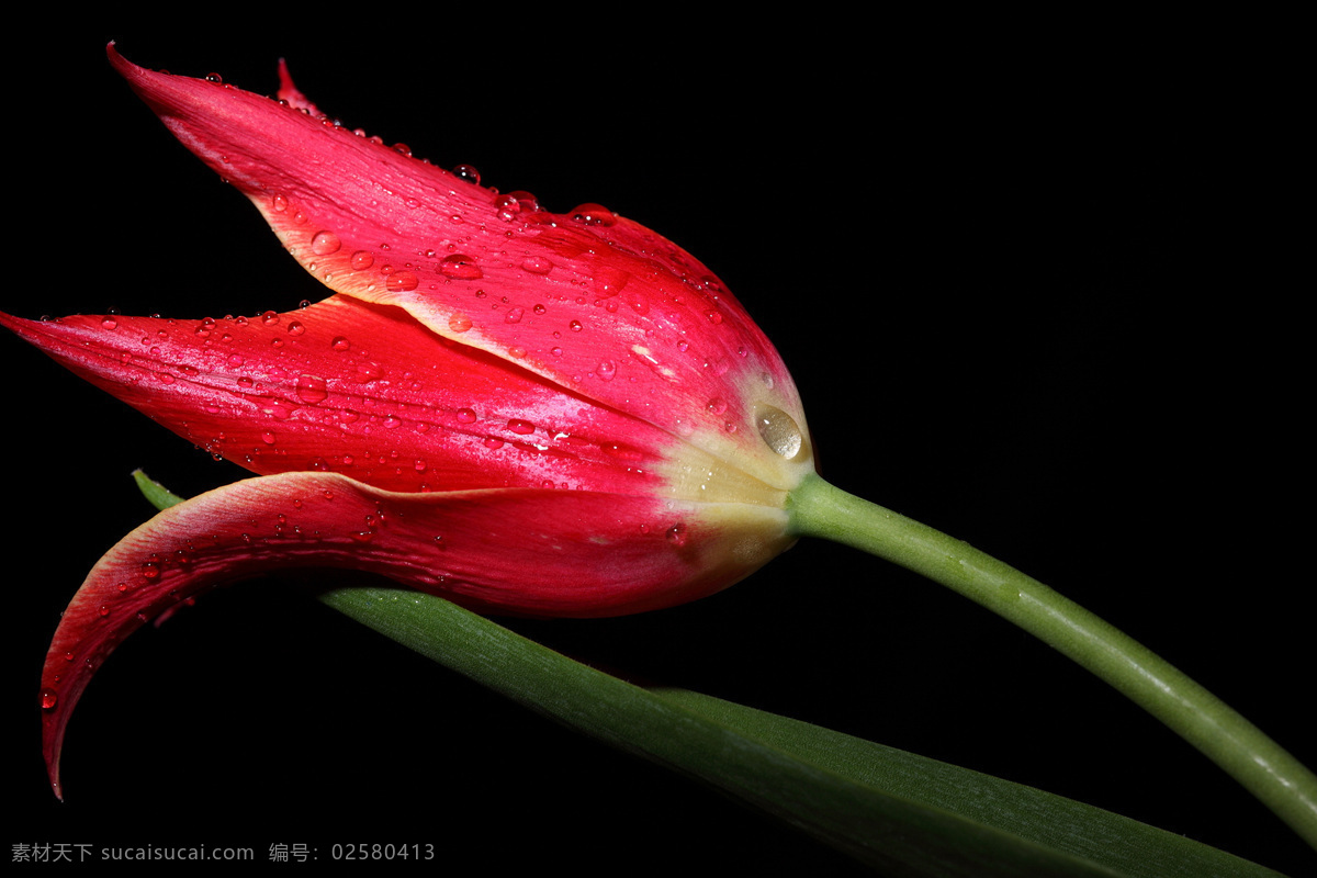 黑夜 中 枝 红色 花朵 花瓣 植物花朵 美丽鲜花 漂亮花朵 花卉 鲜花摄影 花草树木 生物世界