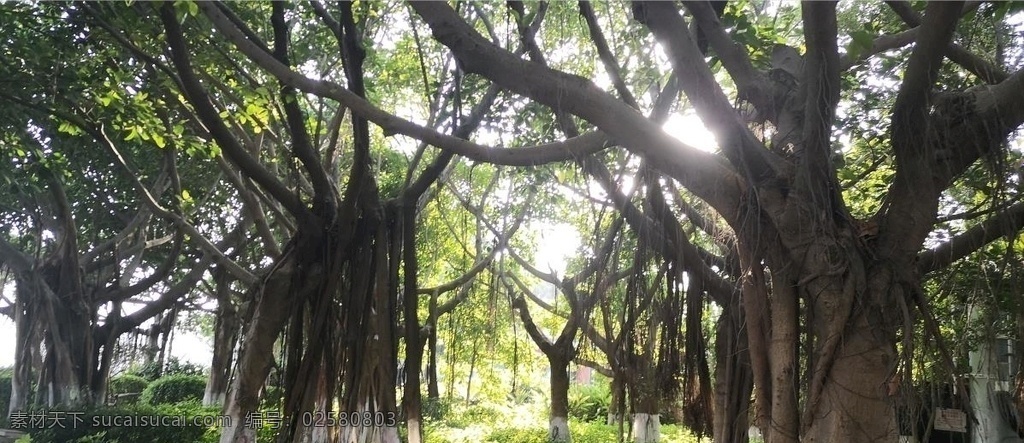 大树 阳光 树林 大叔 舒适 透光 自然景观 自然风景