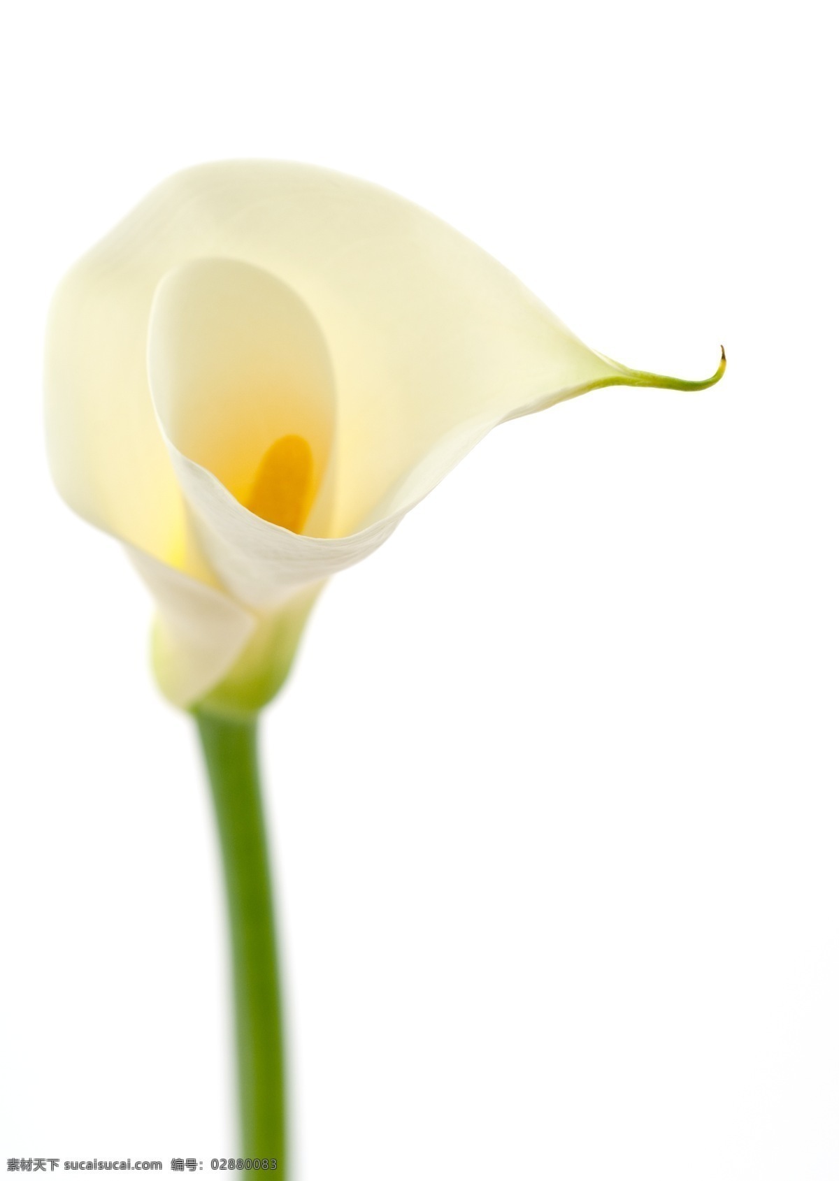 马蹄莲 白色鲜花 唯美花朵 浪漫鲜花 自然花朵 高清图片