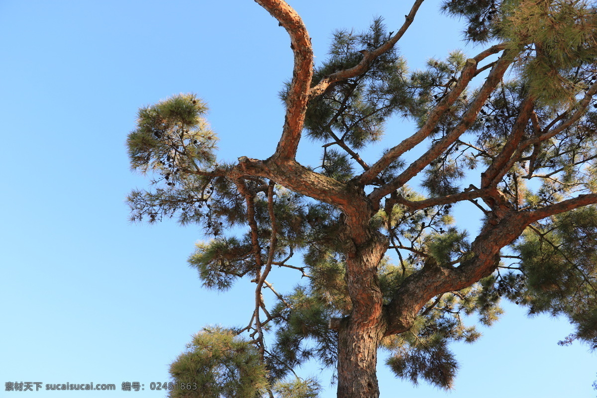 造型 奇特 松树 树木 奇特的树枝 松叶 树干 旅游摄影 国外旅游