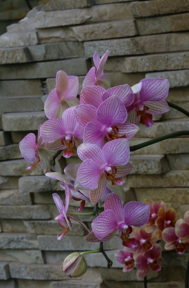 蝴蝶兰图片 蝴蝶兰 兰花风景 温室风景 花坛 蝶兰 兰花 洋兰 热带兰 洋兰王后 花卉 花朵 花瓣 花心 花儿 绿化景观 蝴蝶兰兰花 生物世界 花草