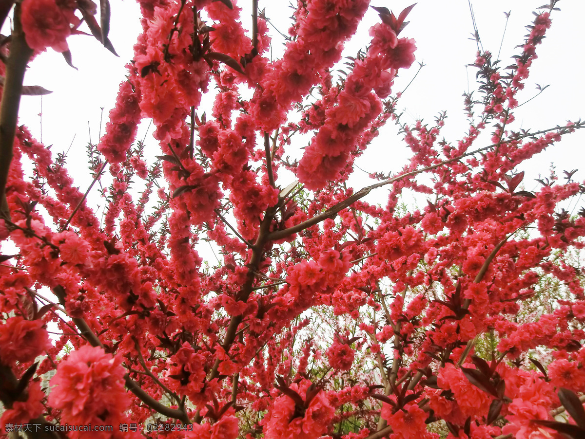 高清 碧桃 花树 桃花 桃花枝 十里桃花 玫红色的花 红花绿叶 春天素材 春天 花枝 桃花朵朵开 果树 桃树 植物 背景 野花 公园里的花 花坛 花蕊 花瓣 桃花瓣 花卉素材 红艳艳的花 碧桃花 生物世界 花草