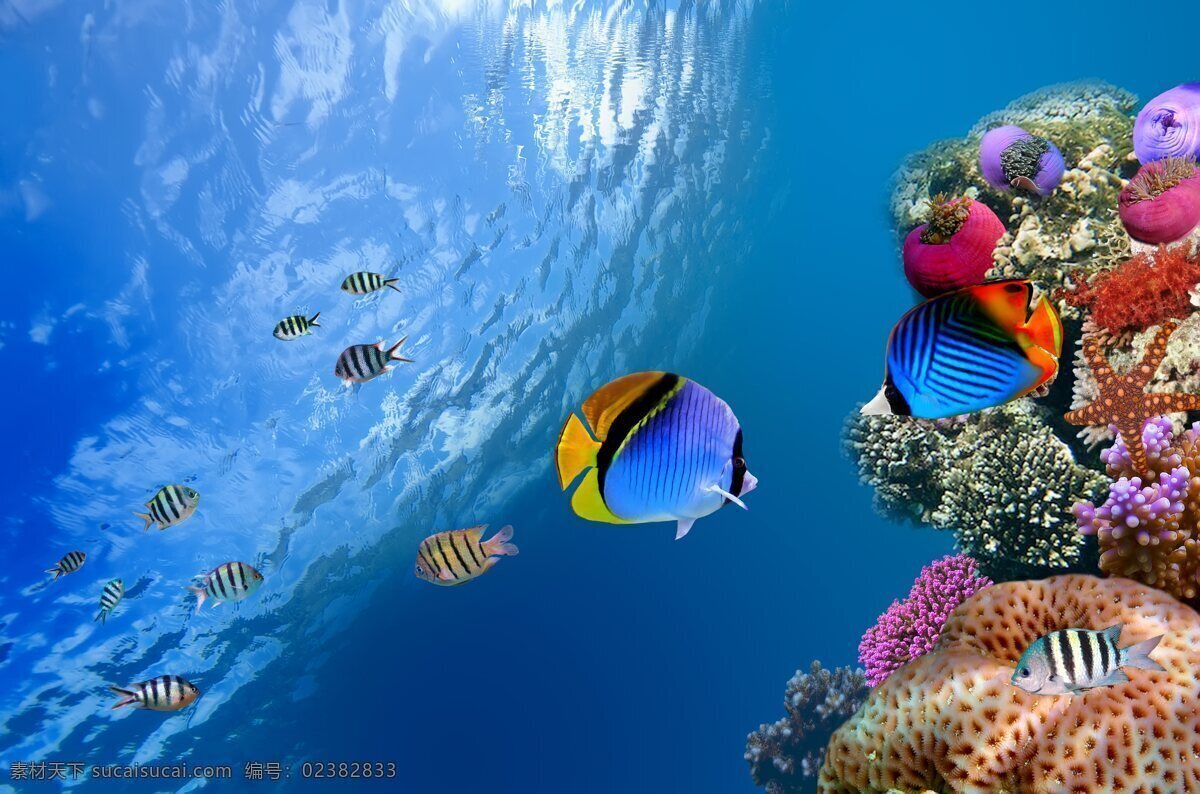 海洋 鱼 大海 海边 海景 海水 深海 鱼类 海鱼 观赏鱼 观赏鱼类 自然风景 自然景观 摄影图库 海洋生物 生物世界