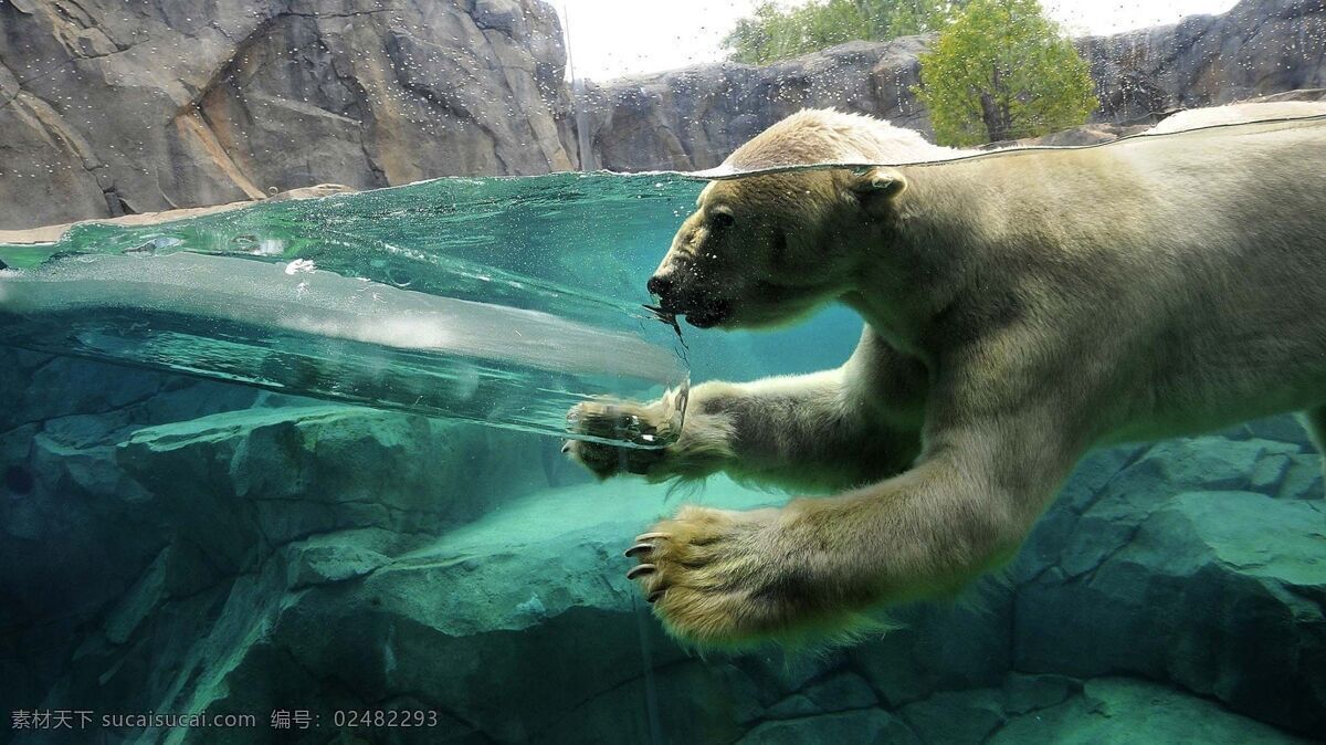 北极熊 海洋生物 大自然 极地生物 深海动物 水 浪 大海 海洋 雪地 陆地 蓝色 鲨鱼 海龟 水母 企鹅 海豚 走路 跳跃 下潜 旋转 翻滚 游动 生物世界 野生动物