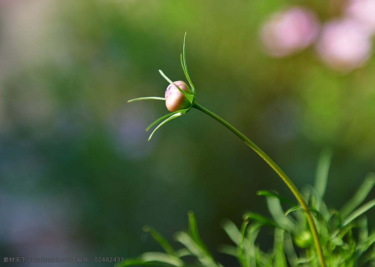 清丽格桑花