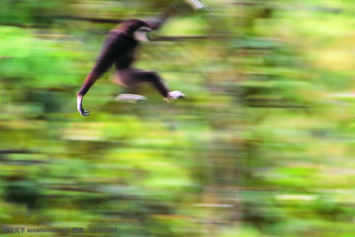 顽皮的小猴子 野生猴子 猴子跳跃 矫健的猴子 绿色