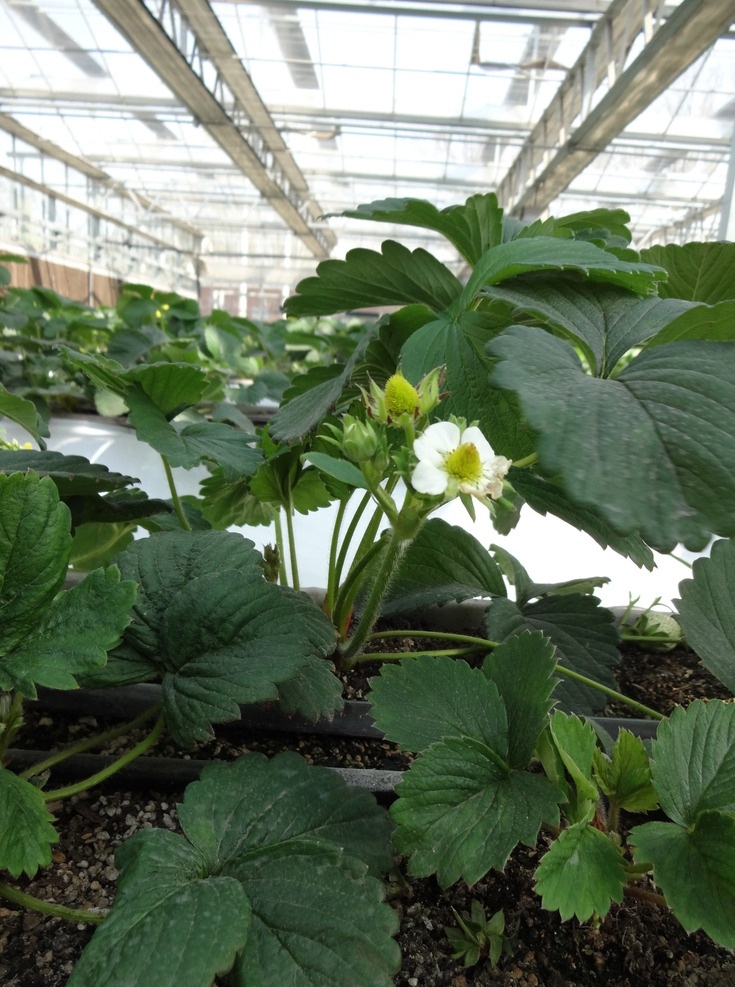 草莓盆栽 草莓 养殖 种植 基地 草莓花朵 草莓叶子 盆栽 生物世界 水果